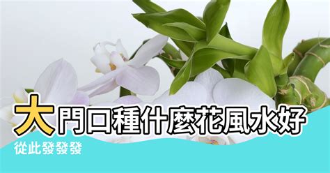 門前適合種什麼樹|【門前的風水樹】門前種什麼樹風水好種對了樹好運連連 